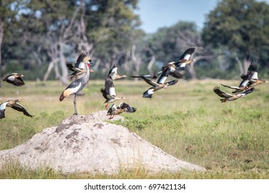 A Grey Crowned Crane On Top Of A Termite Mound In The Hwange National Park, Zimbabwe.