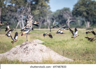 A Grey Crowned Crane On Top Of A Termite Mound In The Hwange National Park, Zimbabwe.