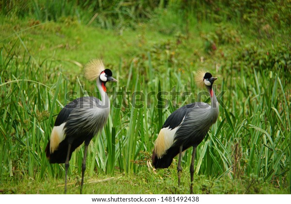 grey\
crowned crane (Ugandan Crane) hanging out in the Ugandan roadside\
while feeding and basking in the sunny\
weather