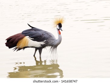 Grey Crowned Crane Walking Water Pond Stock Photo 141658747 | Shutterstock