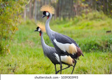 Grey Crowned Cranes Musanze Rwanda Stock Photo 1039303993 | Shutterstock