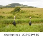 Grey Crowned Cranes are the national bird of Uganda seen here in Maasai Mara Game Preserve in Kenya