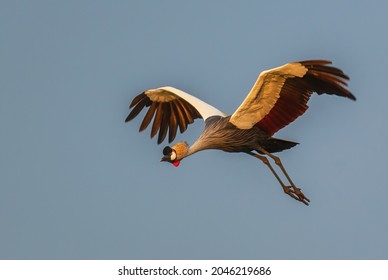 Grey Crowned-crane - Balearica regulorum, beautiful large bird from African savannahs, Murchison falls, Uganda. - Shutterstock ID 2046219686