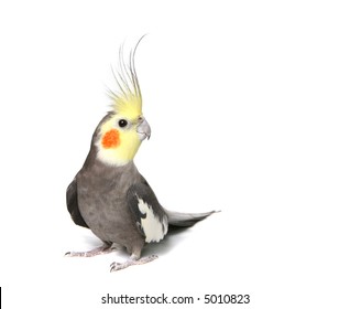 Grey Curious Cockatiel Isolated On White