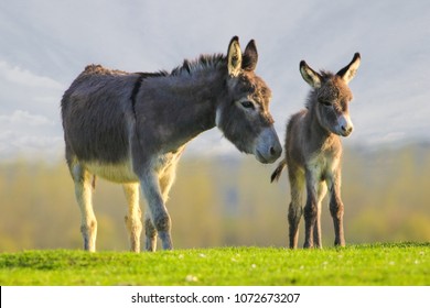 Un lindo bebe gris, burro y madre en la pradera floral