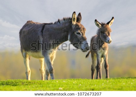 Grey cute baby donkey and mother on floral meadow