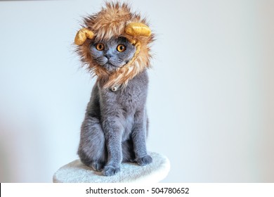 Grey Cute Cat Dressed Up As A Lion 