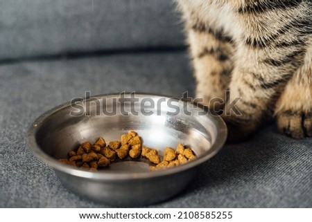 Grey cute cat eating at the sofa at home. Stripped cat sitting in front of the iron plate with crockets at it