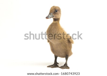 Grey cute duckling ( indian runner duck ) isolated on a white background