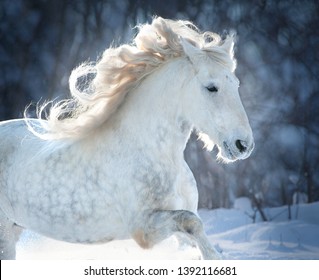 grey dappled horse with long mane in backlight winter portrait