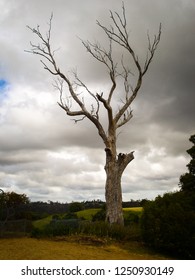 A grey dead tree standing alone in the fields below the cloudy sky