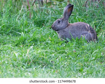 Grey Doe Rabbit Backyard Grass Stock Photo 1174498678 | Shutterstock