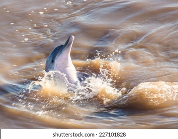 Grey Dolphin In The Amazon River