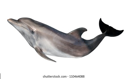 Grey Dolphin Isolated On White Background