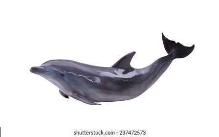 Grey Dolphin Isolated On White Background