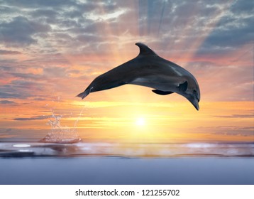 Grey Dolphin Jumping Above Sunset Sea