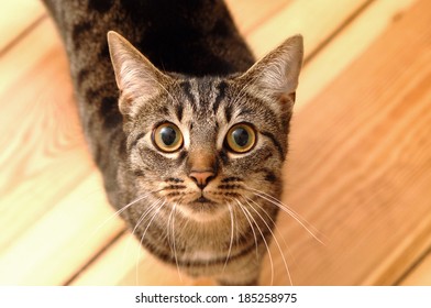 Grey domestic cat looking up in the camera