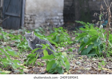 Grey domestic cat resting at the garen. Still life. 