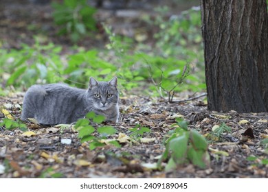 Grey domestic cat resting at the garen. Still life. 