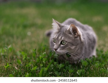 Grey domestic tabby cat hunting in grass. Curious cat looking sidewaysю Focused feline stares attentively with wide eyes. Copy space - Powered by Shutterstock