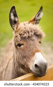 Grey donkey