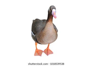 Grey Duck Bird, Isolated On White Background