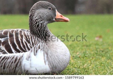 Similar – Foto Bild Wilde graue Ente auf dem See