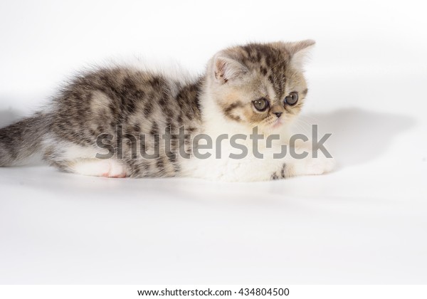 Grey Exotic Shorthair Kittens On White Stock Photo Edit Now