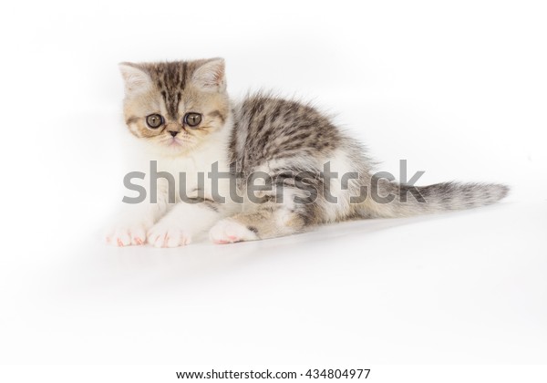 Grey Exotic Shorthair Kittens On White Stock Photo Edit Now