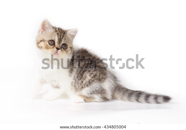 Grey Exotic Shorthair Kittens On White Stock Photo Edit Now