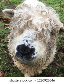 Grey Face Dartmoor Sheep