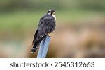 Grey Falcon (Falco femoralis) perched on a pole at the Equator