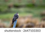 Grey Falcon (Falco femoralis) perched on a pole at the Equator