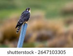 Grey Falcon (Falco femoralis) perched on a pole at the Equator