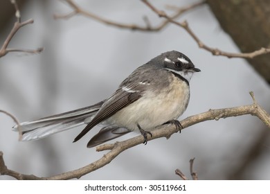 Grey Fantail