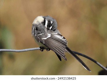 Grey Fantail bird perched on a wire with its beak tucked under its wing - Powered by Shutterstock