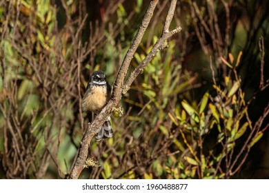 Grey Fantail, Mount Franklin Road, ACT, March 2021