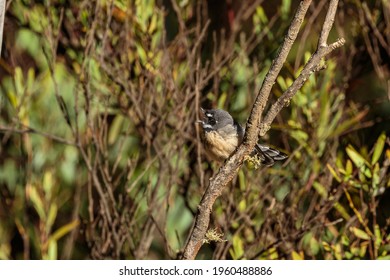 Grey Fantail, Mount Franklin Road, ACT, March 2021