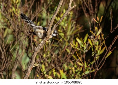 Grey Fantail, Mount Franklin Road, ACT, March 2021