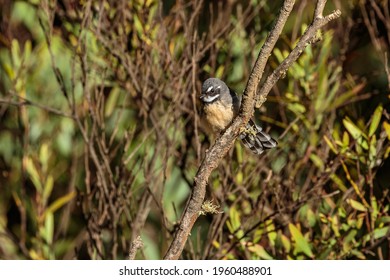 Grey Fantail, Mount Franklin Road, ACT, March 2021