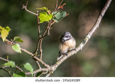 Grey Fantail On A Branch