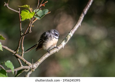 Grey Fantail On A Branch