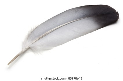 pigeon feathers uses
