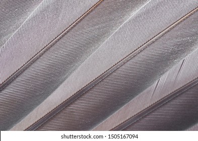 Stockfoton Bilder Och Fotografier Med Feather Grey Shutterstock