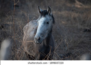 Grey Feral Horse In Guerrero, Mexico At Sunset