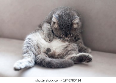 Grey Fluffy Cat Washes His Belly