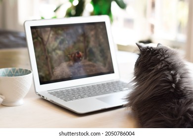 Grey Fluffy Cat Watching Bird Video For Cats On Laptop Computer