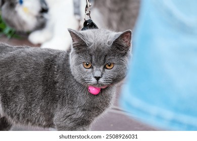 A grey fluffy cat wears a pink collar with a bell