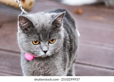 A grey fluffy cat wears a pink collar with a bell - Powered by Shutterstock