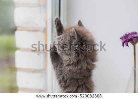 Similar – Playing cat at the window